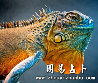 梦见蜥蜴是什么意思-第1张图片