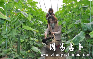 孕妇梦见摘黄瓜什么意思-第1张图片