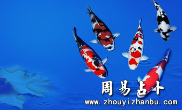 梦见了锦鲤是什么意思-第1张图片