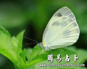 梦见白蝴蝶的寓意-第1张图片