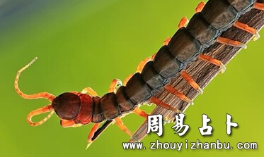 梦见打死蜈蚣是什么意思-第1张图片