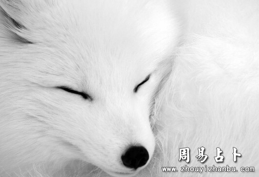 女人梦见狐狸-第1张图片