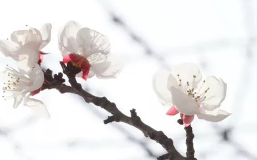 2021年2月5日农历腊月二十四出生的女孩起什么名字福气好-第2张图片 2021年2月5日农历腊月二十四出生的女孩起什么名字福气好-第2张图片