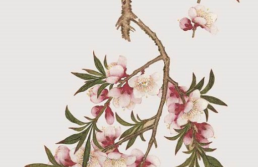 2021年5月21日农历四月初十出生的女孩起诗意独特的名字-第2张图片
