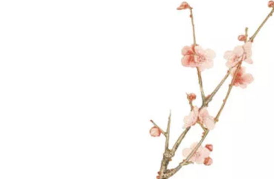 2020年4月29号出生的女孩怎么起名字,五行属什么-第1张图片 2020年4月29号出生的女孩怎么起名字,五行属什么-第1张图片