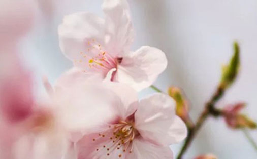 带芝字的女孩名字寓意,芝字取名