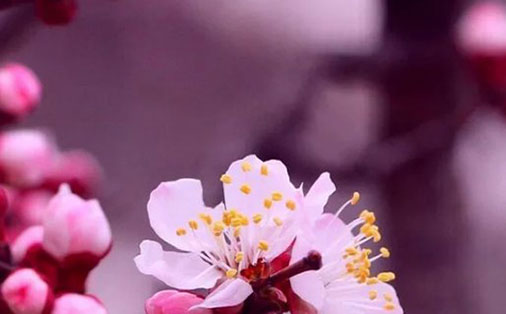 女孩取名带芝字,芝字配什么做名字好-第1张图片 女孩取名带芝字,芝字配什么做名字好-第1张图片