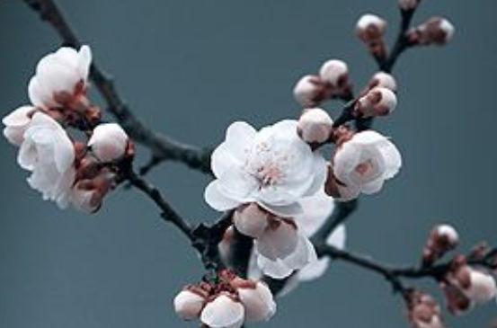 2020年3月11号出生的男孩八字取名字,五行属什么-第2张图片 2020年3月11号出生的男孩八字取名字,五行属什么-第2张图片