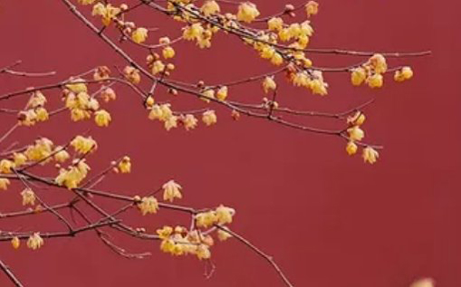 2021年2月23日农历正月十二出生的女孩根据经典诗词取名-第2张图片 2021年2月23日农历正月十二出生的女孩根据经典诗词取名-第2张图片