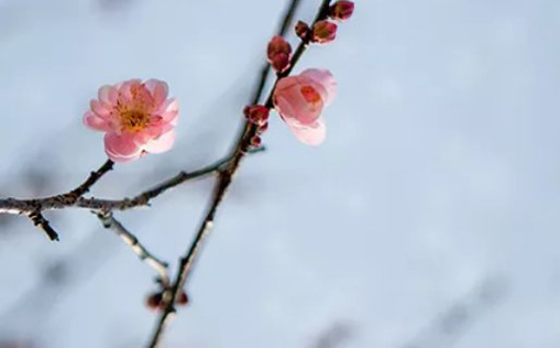 2021年3月9日农历正月二十六出生的男孩怎么起名简单大气-第2张图片 2021年3月9日农历正月二十六出生的男孩怎么起名简单大气-第2张图片