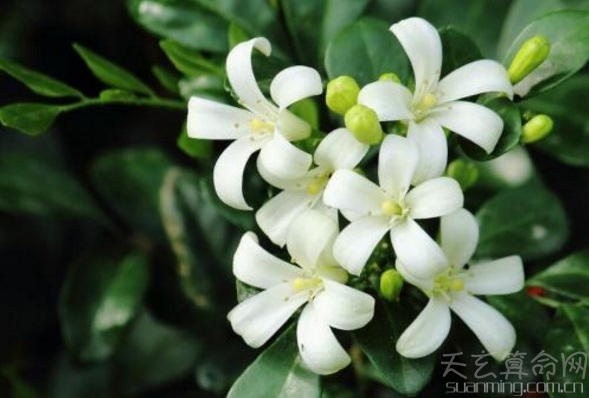 怎样根据植物名字给宝宝命名,可以根据花卉的名字给宝宝起名-第1张图片 怎样根据植物名字给宝宝命名,可以根据花卉的名字给宝宝起名-第1张图片