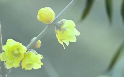 2021年2月24日农历正月十三出生的女孩根据生辰八字取名-第1张图片 2021年2月24日农历正月十三出生的女孩根据生辰八字取名-第1张图片