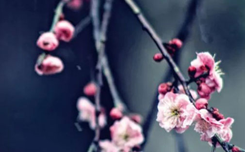 带桂字的好听的女孩名字大全,桂字名字专题-第1张图片 带桂字的好听的女孩名字大全,桂字名字专题-第1张图片
