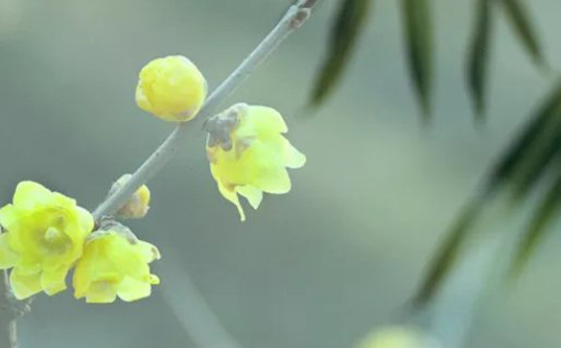 2021年2月25日农历正月十四出生的女孩起好听脱俗的名字-第1张图片 2021年2月25日农历正月十四出生的女孩起好听脱俗的名字-第1张图片