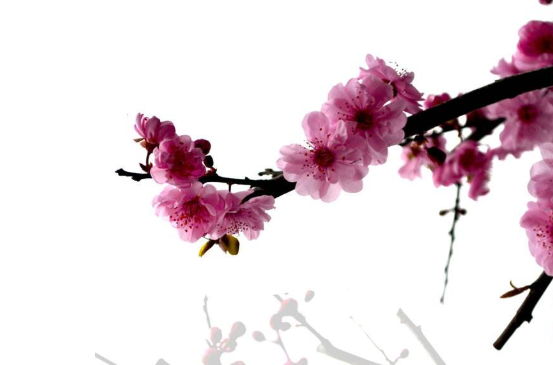 2020年3月19号出生的女孩怎么样取名字,五行属什么-第1张图片 2020年3月19号出生的女孩怎么样取名字,五行属什么-第1张图片